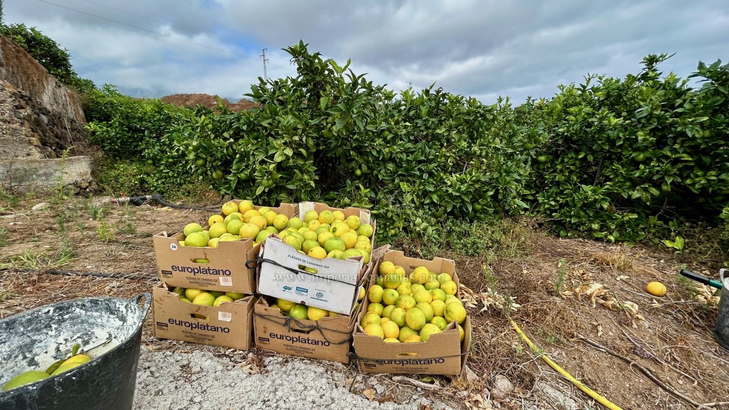  Fantástica finca con casa y producción de naranjas. 